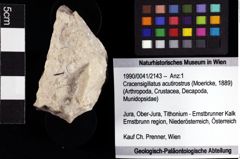 Foto (Objket + Etiketten) von Cracensigillatus acutirostrus (Moericke, 1889) 